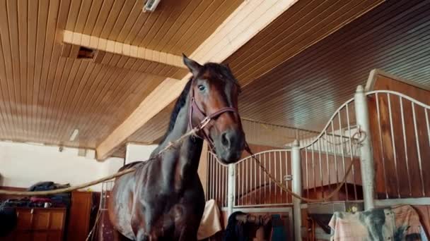 Belo Cavalo Marrom Puro Sangue Bonito Fica Estábulo Fazenda Antes — Vídeo de Stock