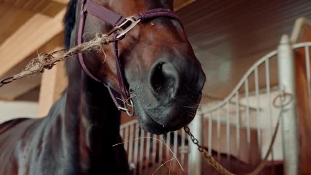 Piękny Przystojny Brązowy Koń Czystej Krwi Stoi Stajni Farmie Przed — Wideo stockowe
