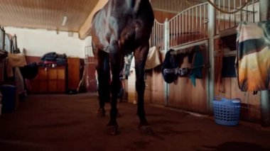 Güzel, yakışıklı bir safkan at, hayvan bakımı prosedürlerinden önce çiftlikteki bir ahırda duruyor.