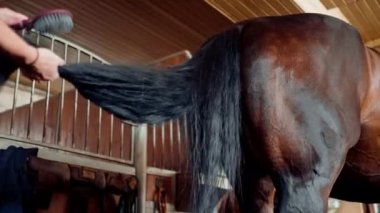 Çiftlikteki bir ahırda, kuzgun bir atın kuyruğunu tarayan bir kızın yakın plan çekimi. At biniciliği sporlarına duyulan sevgi kavramı.