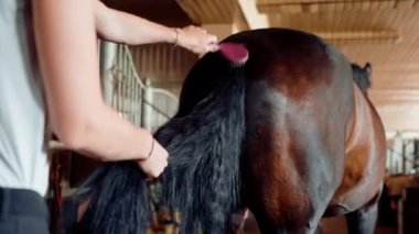 Çiftlikteki bir ahırda, kuzgun bir atın kuyruğunu tarayan bir kızın yakın plan çekimi. At biniciliği sporlarına duyulan sevgi kavramı.