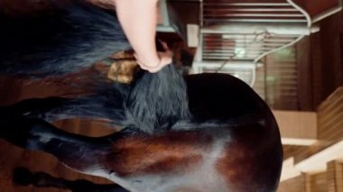 Çiftlikteki bir ahırda, kuzgun atın kuyruğunu tararken çekilmiş dikey bir video. Binicilik sporlarına duyulan sevgi konsepti.