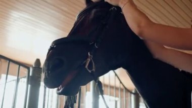 Yakın plan. Bir kadın binici çiftlikteki atına dizgin takıyor ve bir binicilik yarışına hazırlanıyor.