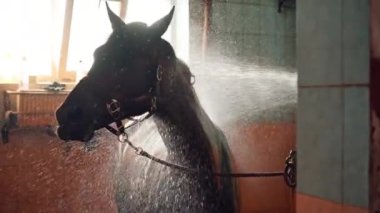 Güzel, siyah bir atın duşta dikilirken at sırtında ahırda yıkanırken yakın çekimi.