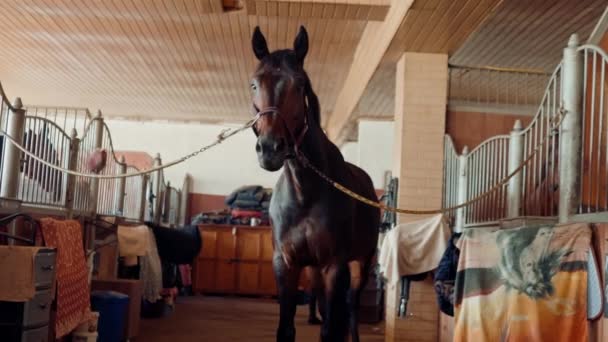 Piękny Przystojny Brązowy Koń Czystej Krwi Stoi Stajni Farmie Przed — Wideo stockowe