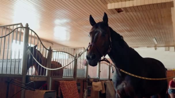 一匹漂亮英俊的纯种马站在农场的马厩里 等待动物照料程序 — 图库视频影像