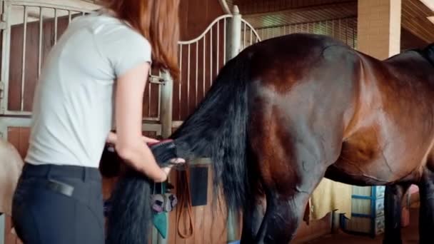 Zbliżenie Dziewczyny Stajni Farmie Czesającej Ogon Konia Kruka Grzebieniem Pojęcie — Wideo stockowe