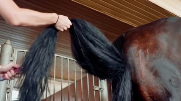 在农场的一个马厩里 一个女孩的特写镜头 她用马尾辫梳理乌鸦的尾巴 以表达她对马术运动的热爱 — 图库视频影像
