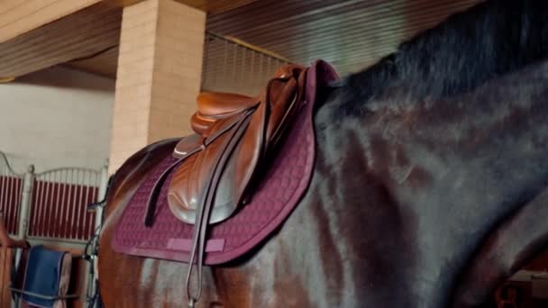 Close Saddle Cape Body Beautiful Thoroughbred Stallion Riding Equipment Equestrian — Stock Video