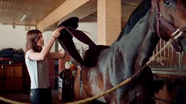 女性ライダーは馬の訓練のために準備する農場で安定した彼女のサラブレッド馬をサドル — ストック動画