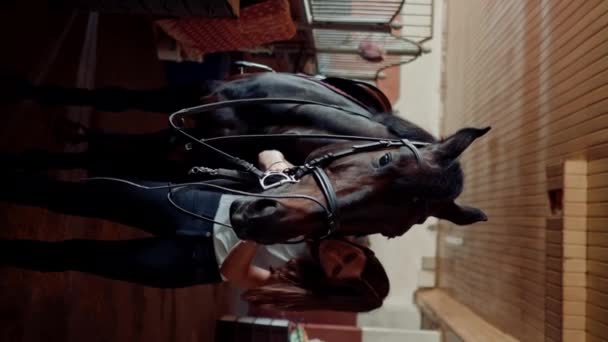 Κατακόρυφο Βίντεο Μια Γυναίκα Αναβάτης Βάζει Χαλινάρι Στο Άλογο Επιβήτορά — Αρχείο Βίντεο
