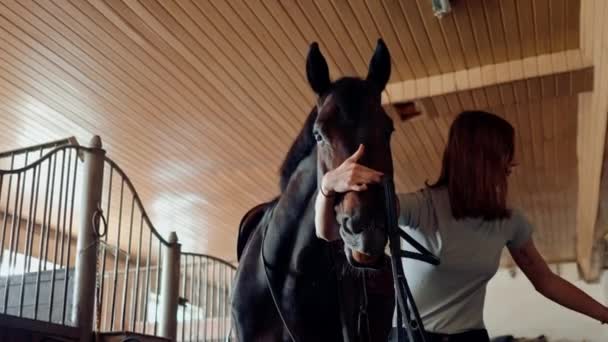 Female Rider Puts Bridle Her Stallion Horse Farm Stable Preparing — Stock Video
