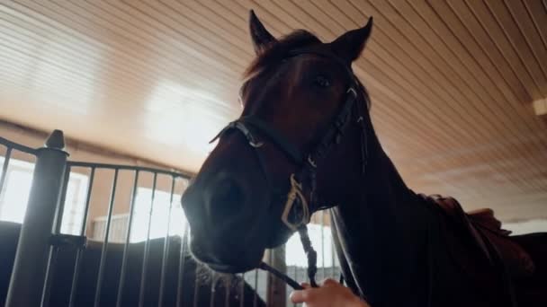 Close Uma Mulher Cavaleira Coloca Freio Seu Cavalo Garanhão Estábulo — Vídeo de Stock