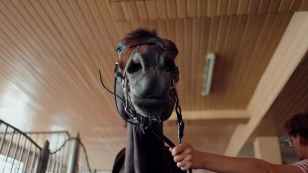 Close Uma Mulher Cavaleira Coloca Freio Seu Cavalo Garanhão Estábulo — Vídeo de Stock