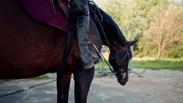 Close Laarzen Met Sporen Ruiter Zitten Een Paard Voor Paardrijden — Stockvideo
