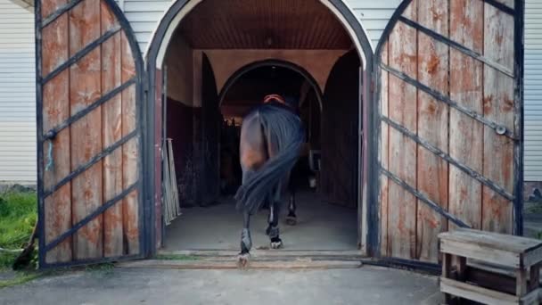 一位女骑手带着她美丽的黑马走出马厩 去森林里骑马 — 图库视频影像