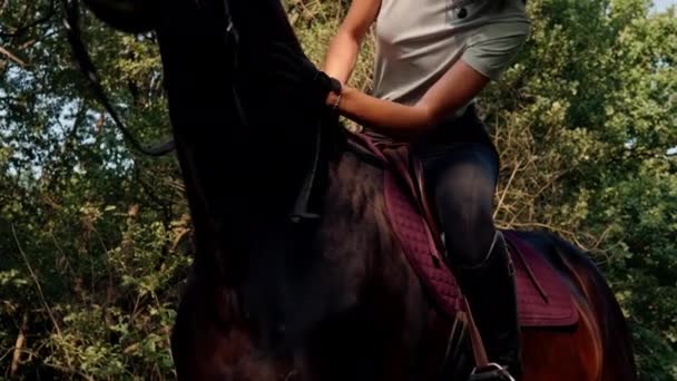 Portrait Rider Dressed Professional Equipment Rides His Beautiful Horse Forest — Stock Video