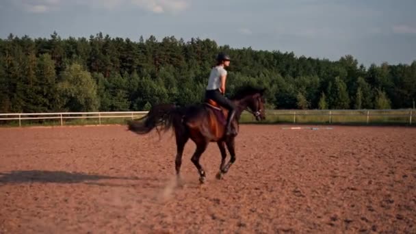 Rytter Klædt Professionelt Udstyr Praktiserer Galop Sin Smukke Hest Udendørs – Stock-video