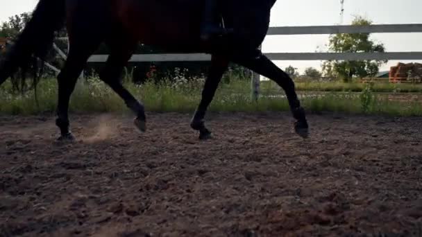 Jeździec Ubrany Profesjonalny Sprzęt Ćwiczy Galop Swoim Pięknym Koniu Placu — Wideo stockowe