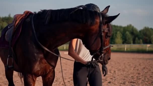 Cavaleiro Capacete Está Acariciando Seu Cavalo Preto Corrigindo Equipamento Uma — Vídeo de Stock