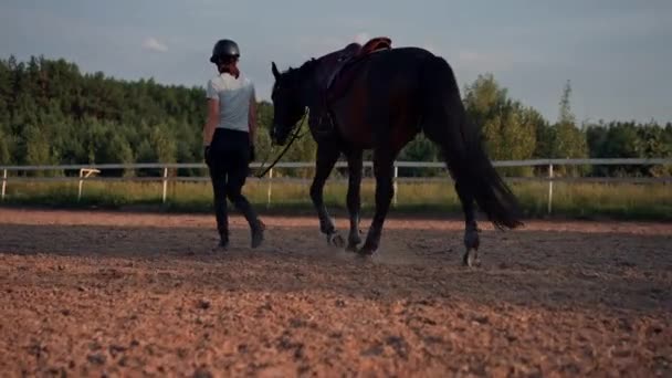 Женщина Всадник Профессиональной Форме Ведет Свою Красивую Черную Лошадь Упряжке — стоковое видео