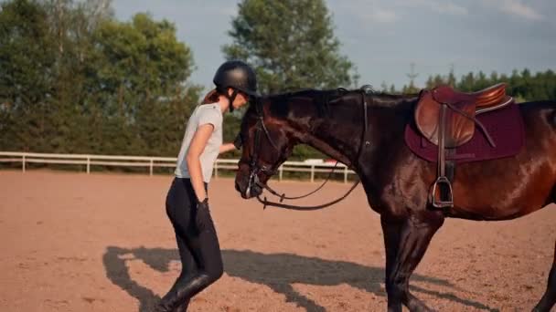 Female Rider Professional Uniform Leading Her Beautiful Black Horse Harness — Stock Video