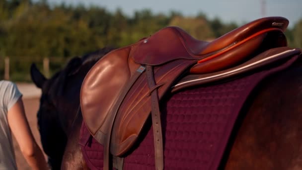 Κοντινό Πλάνο Αμαξώματος Αλόγου Σέλα Και Κάπα Επαγγελματικό Εξοπλισμό Ιππασίας — Αρχείο Βίντεο