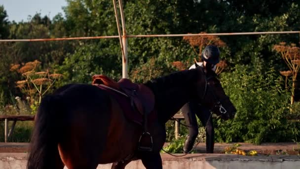 Female Rider Professional Uniform Leading Her Beautiful Black Horse Harness — Stock Video