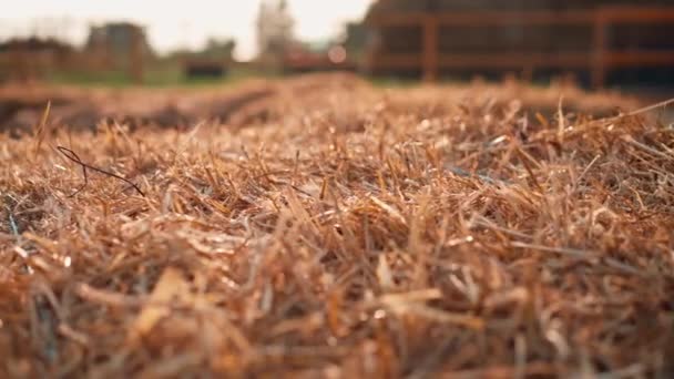 안정제 필드에 베일의 클로즈업 자연과 농업에 — 비디오