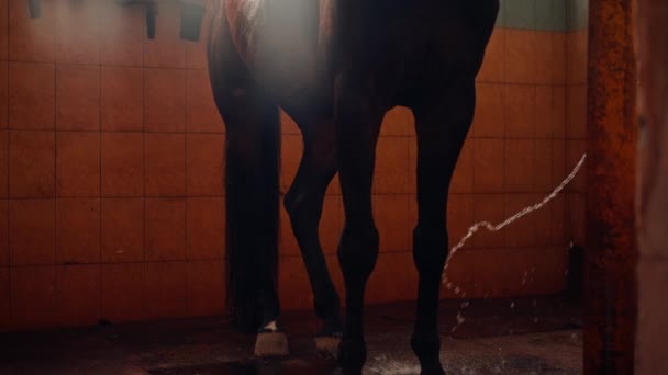Close Belo Cavalo Preto Chuveiro Enquanto Lava Estável Após Passeio — Vídeo de Stock