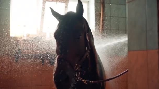 Close Belo Cavalo Preto Chuveiro Enquanto Lava Estável Após Passeio — Vídeo de Stock