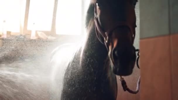 Κοντινό Πλάνο Ενός Όμορφου Μαύρου Αλόγου Που Στέκεται Στο Ντους — Αρχείο Βίντεο