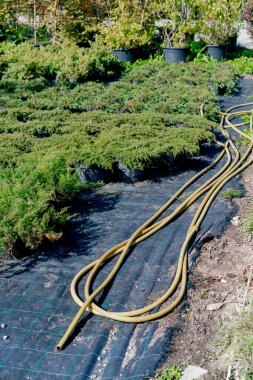 Bitkilerin sulanması için bir hortum, saksılarda yetişen ardıç fidanlarının yanında duruyor.