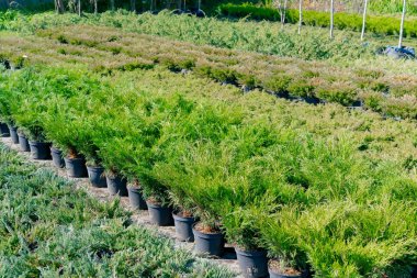 Yeşillik ardıç tohumları saksılarda yetişir ve bahçedeki güneşli bir sokakta sıralanır.