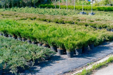 Yeşillik ardıç tohumları saksılarda yetişir ve bahçedeki güneşli bir sokakta sıralanır.