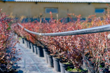 İnce dallarda yetişen kırmızı böğürtlenli küçük ağaçlar büyük çömleklerde yetişir ve bahçe sokağına yerleştirilir.