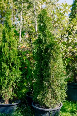 Genç çam ağaçları, çiçeklerin ve bitkilerin arasında, güzel bir bahçede, büyük bir kil kapta büyür.