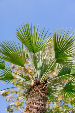 Tropikal bir palmiye dalının yapraklarını mavi gökyüzü ve egzotik ağaçların arka planına yakın çekim