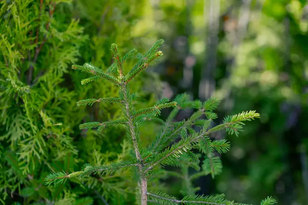 Close Shot Small Needles Pine Branch Scent Pine Needles Growing — Stock Photo, Image
