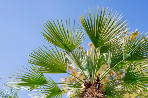 Close-up shot of leaves of a tropical palm tree branch against a background of blue sky and exotic trees