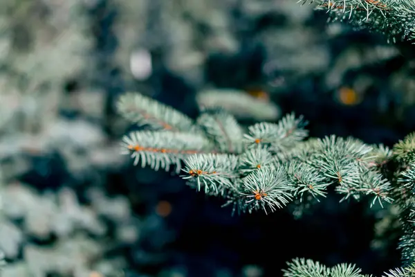 Close Shot Small Needles Blue Spruce Branch Scent Pine Needles — Stock Photo, Image