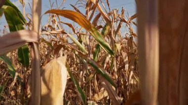 Tarlada yetişmiş mısırların yakın plan görüntüsü tarım sebzeleri iş dünyası kuru yapraklar