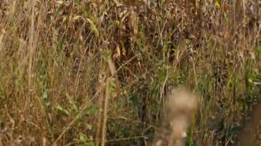 Tarlada yetişmiş mısırların yakın plan görüntüsü tarım sebzeleri iş dünyası kuru yapraklar