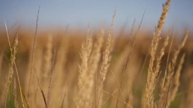 Yakın plan altın çiviler filizlenen bitki yetiştirme tarım kültürü doğa