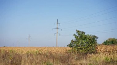 mısır tarlası arka plan enerji hattı kavramı tarım sektörü ve hasat fabrikaları tarım