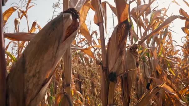 Zbliżenie Dojrzałych Kłosów Kukurydzy Rolnictwie Rolnym Warzywa Biznes Natura Suche — Wideo stockowe