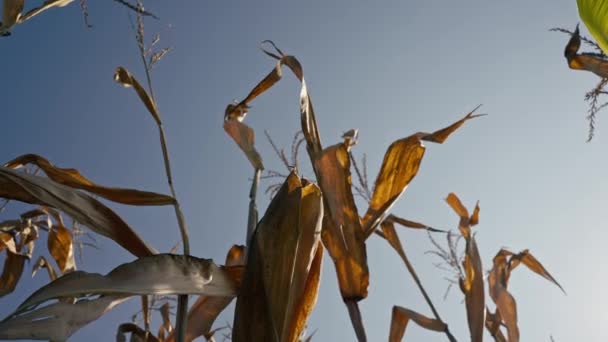 Tarlada Yetişmiş Mısırların Yakın Plan Görüntüsü Tarım Sebzeleri Dünyası Kuru — Stok video