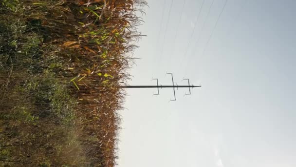 背景电力线概念下的垂直玉米地 农业部门和收获商业作物耕作 — 图库视频影像