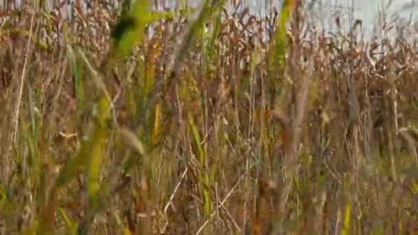 Крупный План Спелых Колосьев Кукурузы Сельском Хозяйстве — стоковое видео