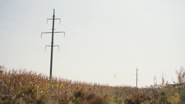 Kukuřičné Pole Pozadí Elektrického Vedení Koncept Zemědělství Sklizeň Podnikatelských Závodů — Stock video